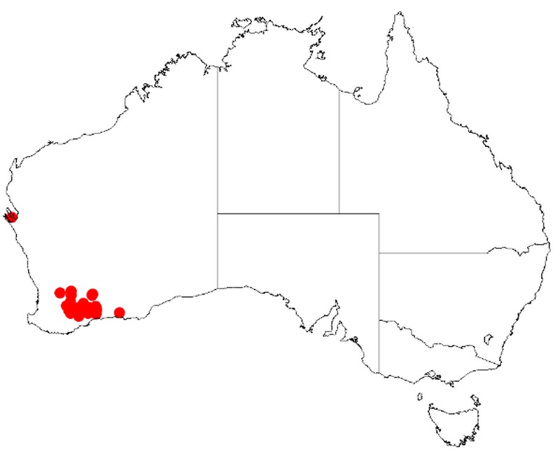 Acacia rostellata