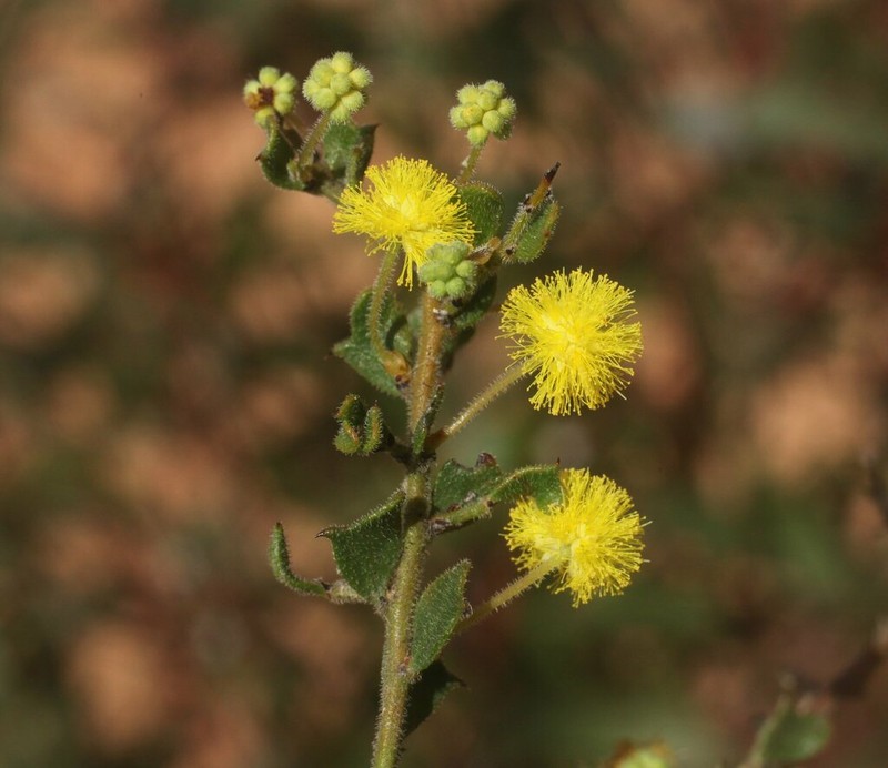 Acacia rostellata photo 2