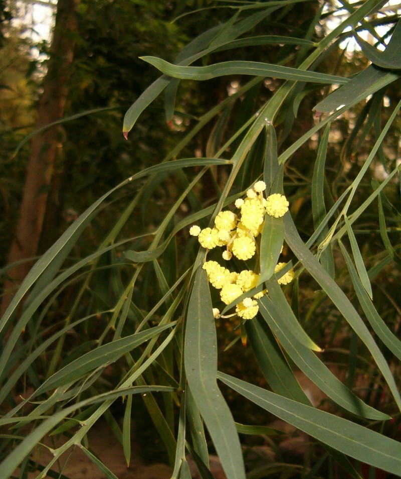 Acacia rostellifera