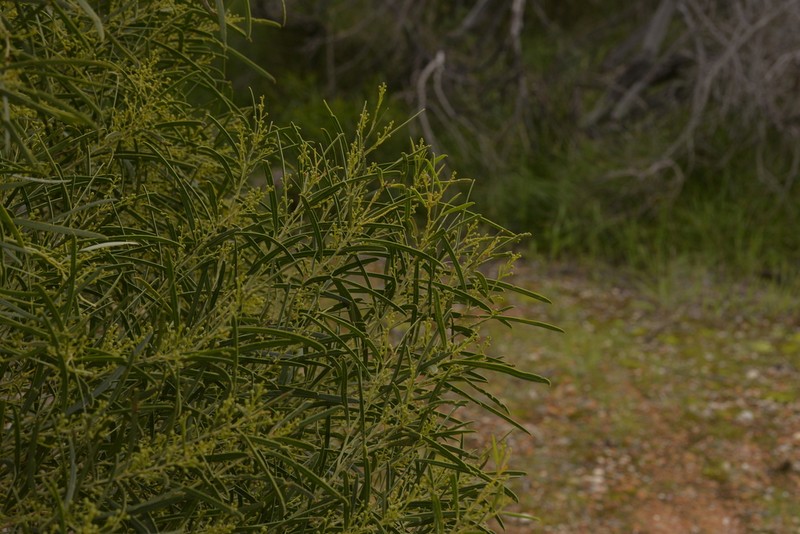 Acacia rostellifera photo 2