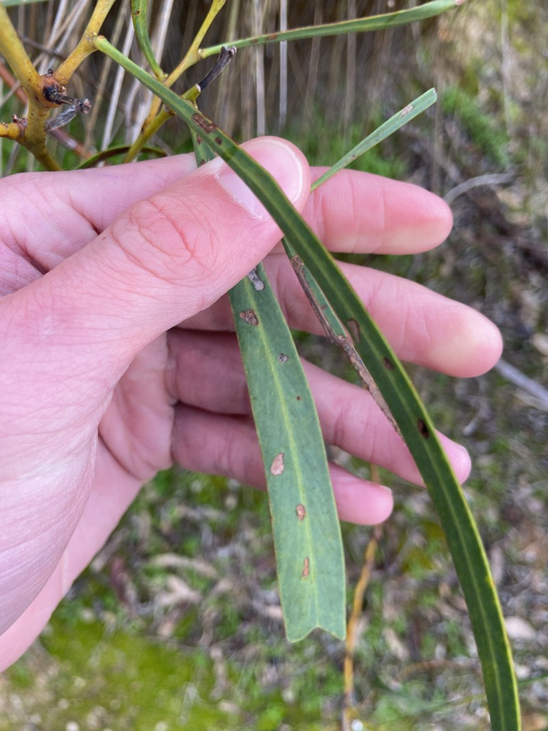 Acacia rostellifera photo 3