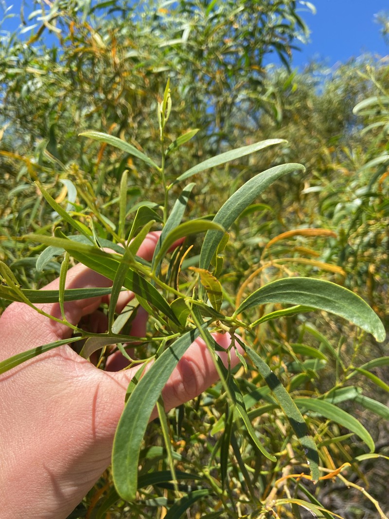 Acacia rostellifera photo 4