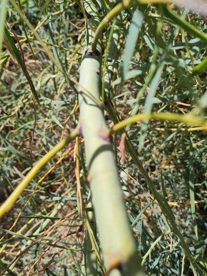 Acacia rostellifera photo 5