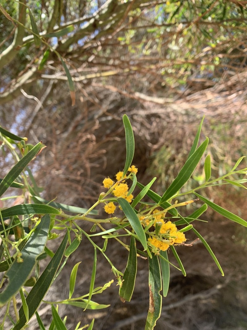 Acacia rostellifera photo 6