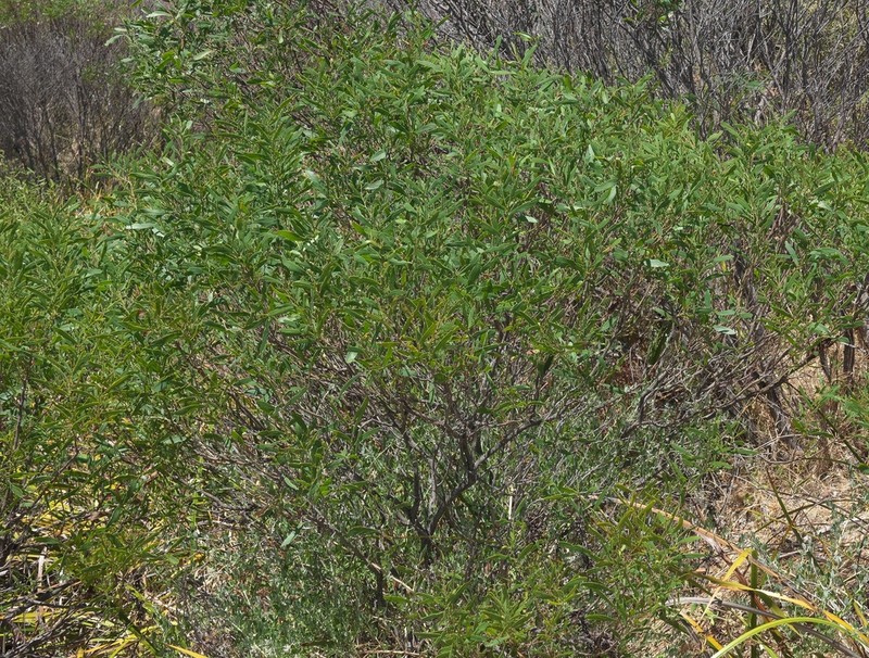 Acacia rostellifera photo 8