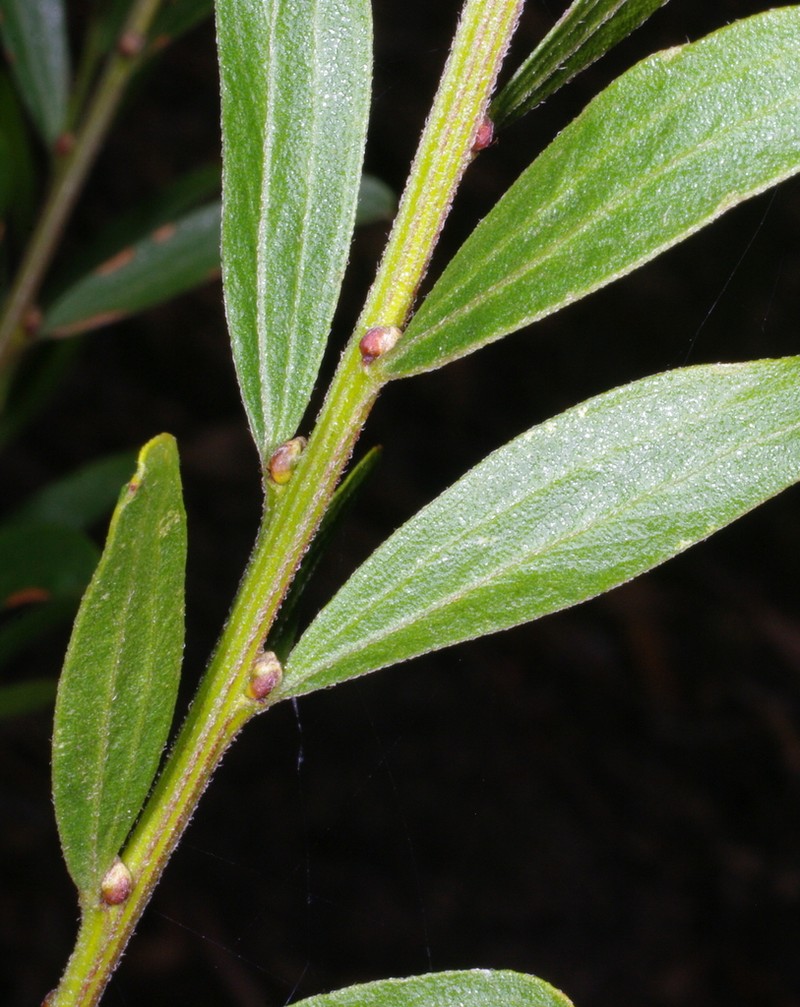 Acacia rostriformis photo 2