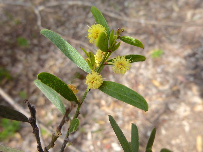 Acacia rostriformis photo 3