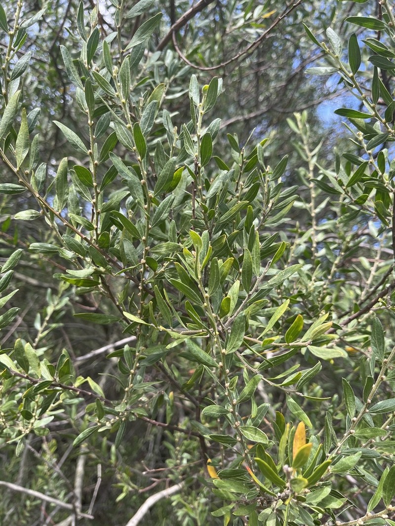 Acacia rostriformis photo 4