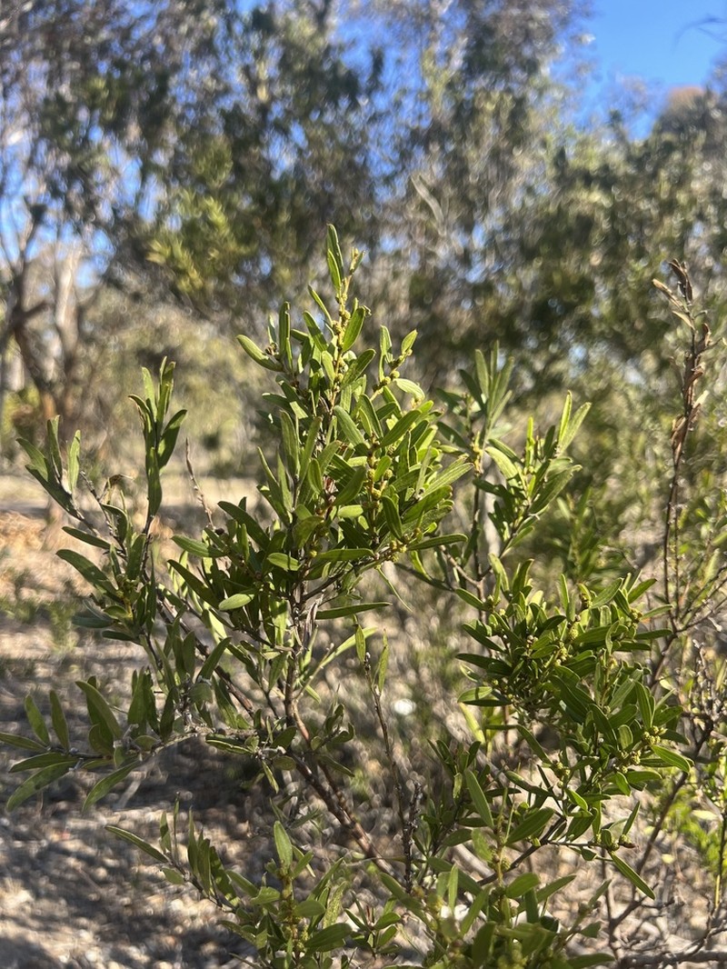 Acacia rostriformis photo 6