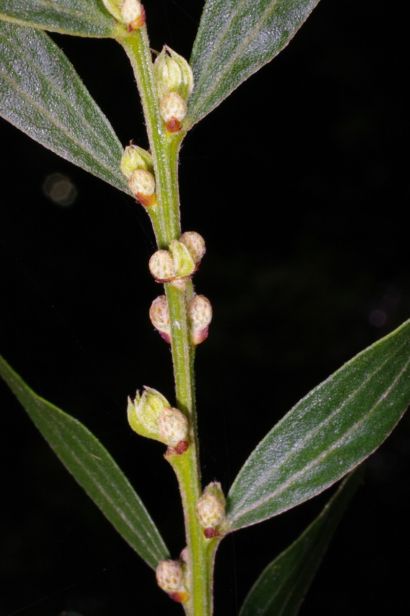 Acacia rostriformis photo 7