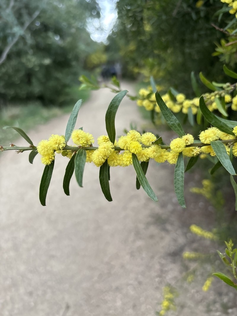 Acacia rostriformis photo 8