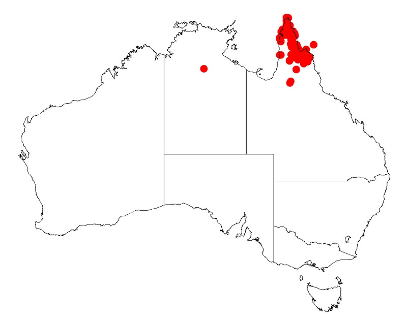 Acacia rothii