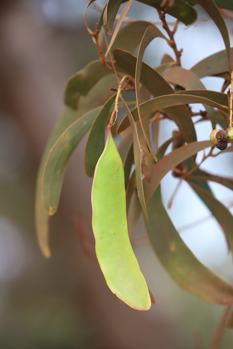 Acacia rothii photo 2