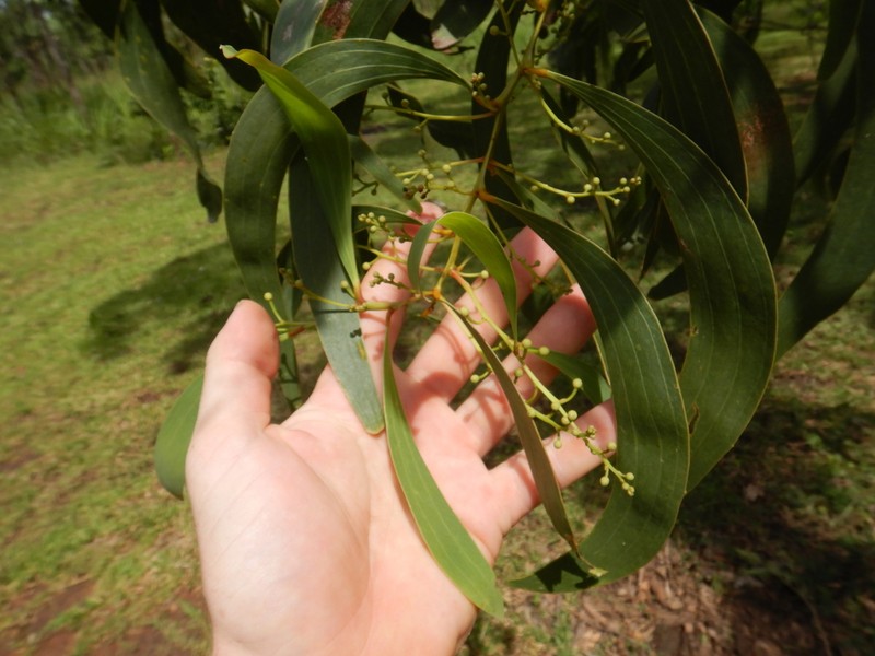 Acacia rothii photo 3
