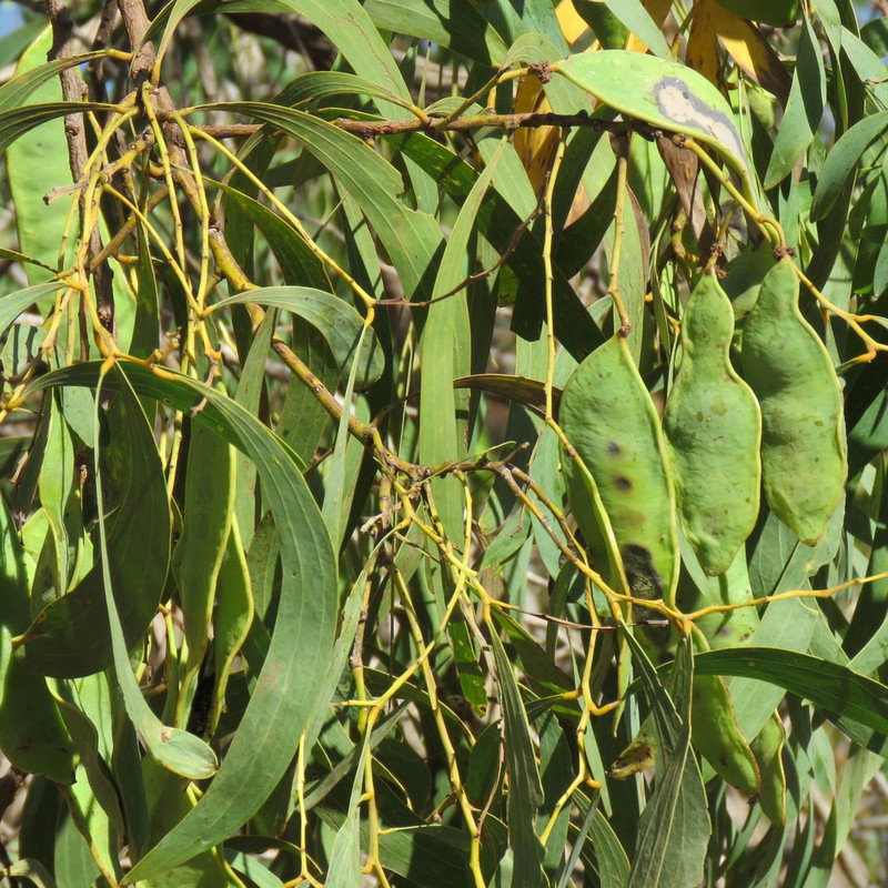 Acacia rothii photo 4