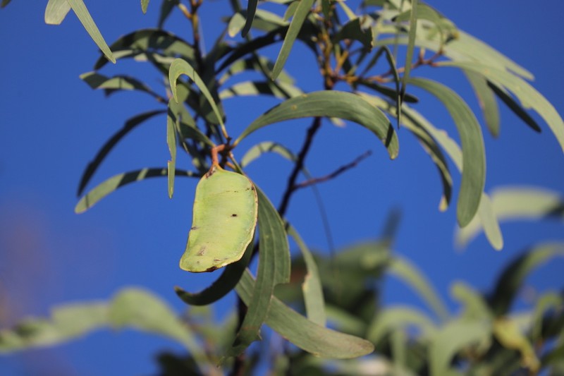 Acacia rothii photo 5