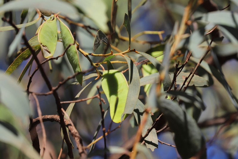 Acacia rothii photo 6