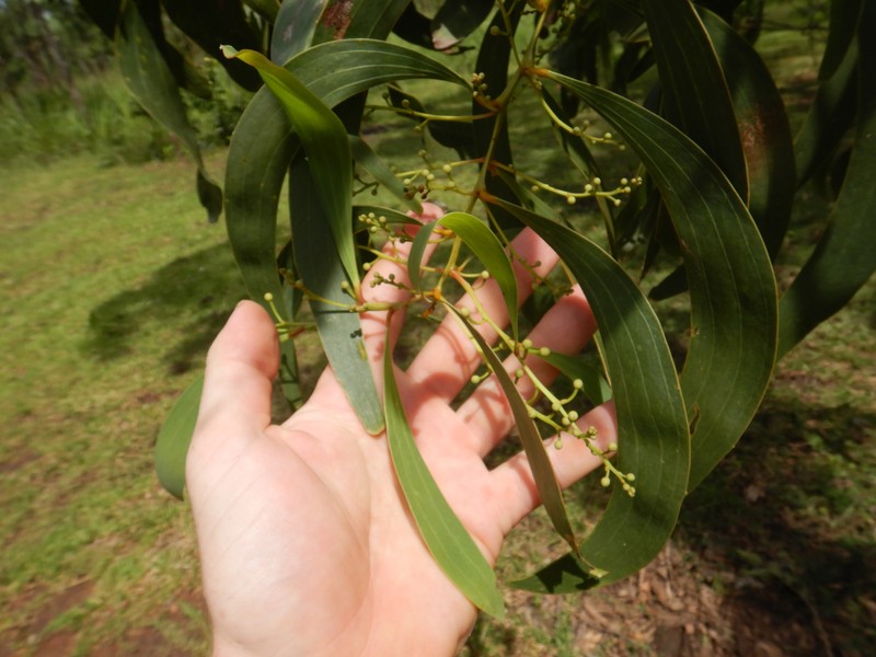 Acacia rothii photo 7