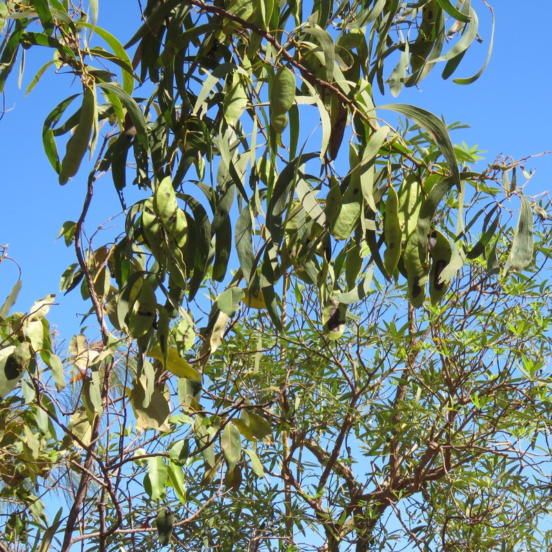 Acacia rothii photo 8