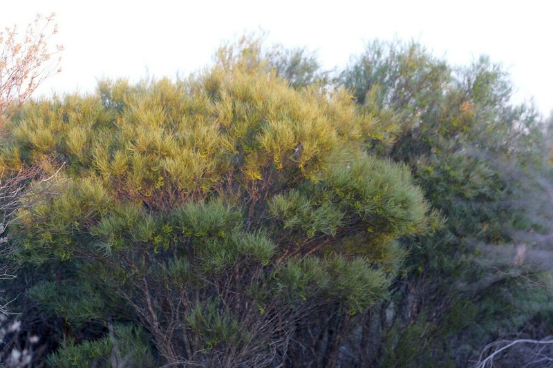 Acacia roycei photo 2