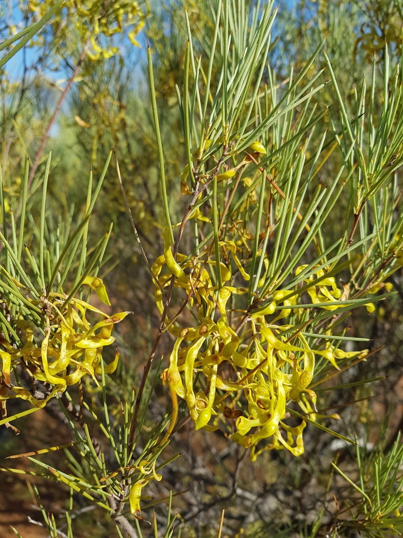 Acacia roycei photo 3
