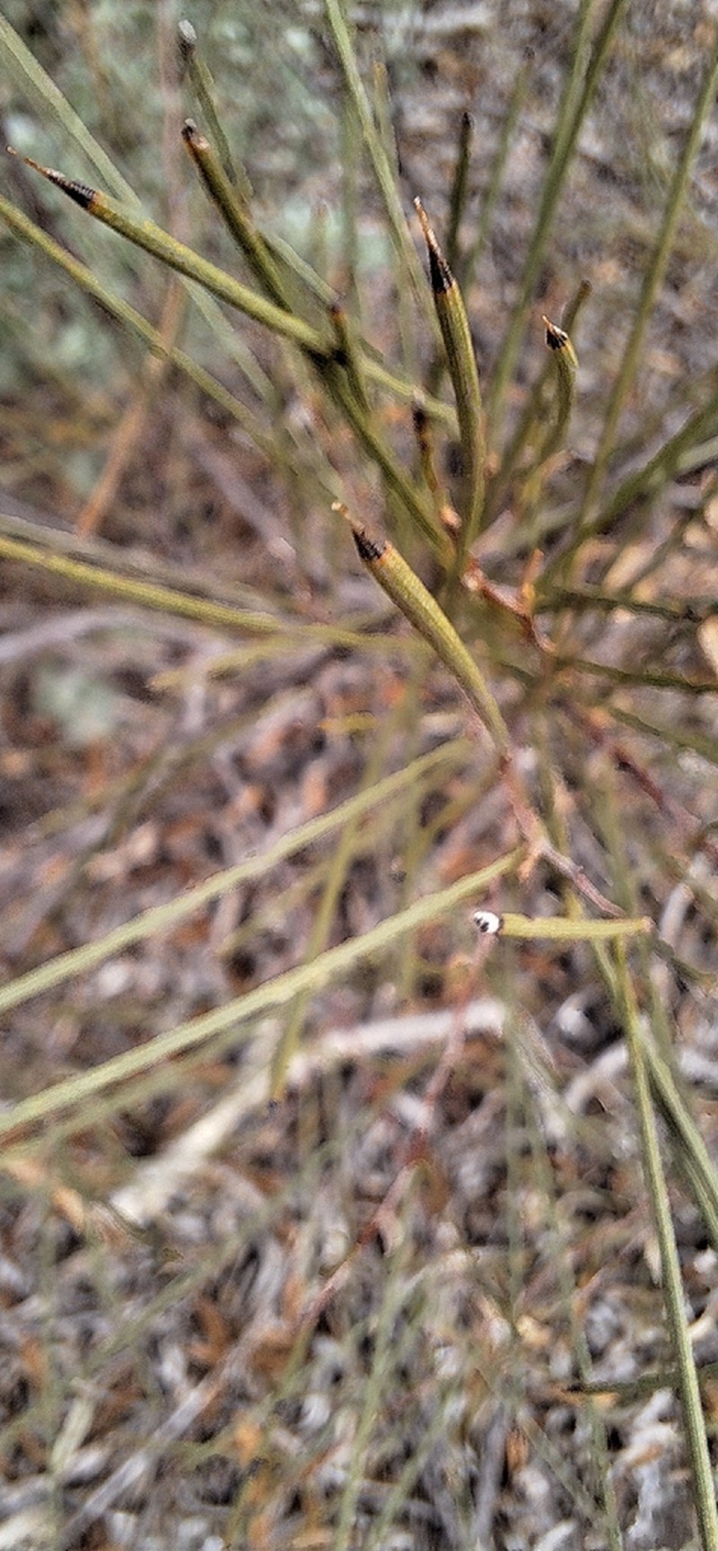 Acacia roycei photo 4