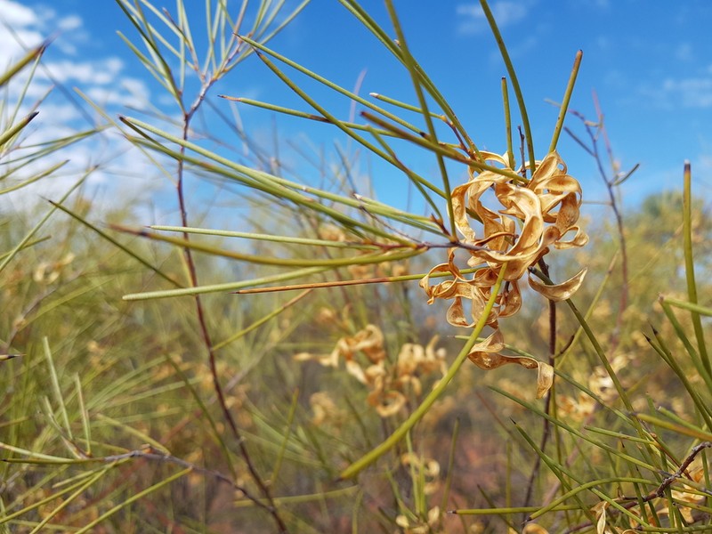 Acacia roycei photo 5
