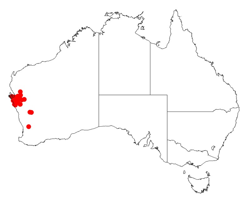 Acacia roycei
