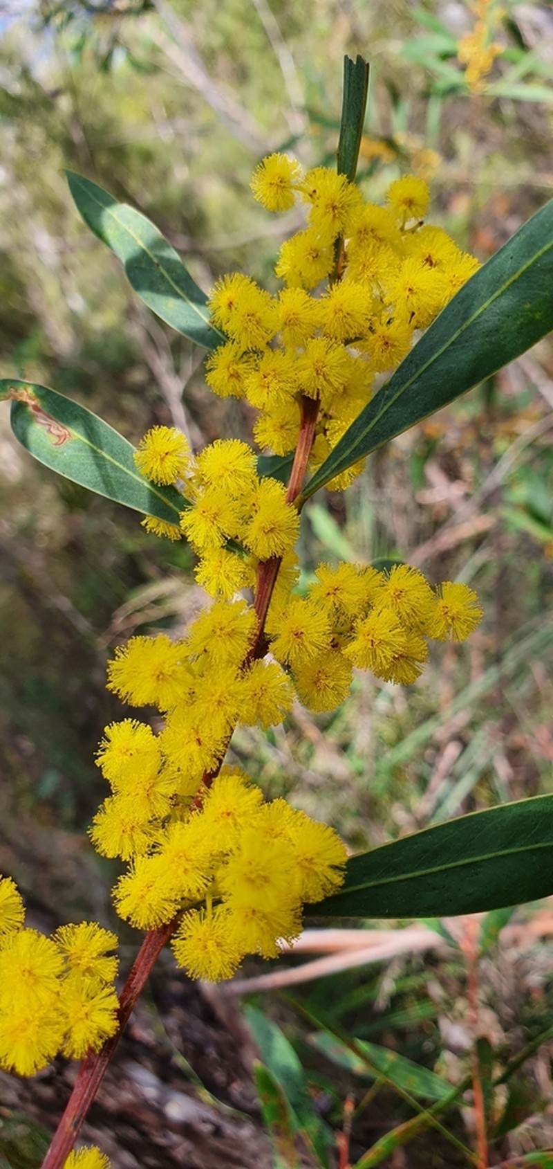 Red-Leaf Wattle photo 4