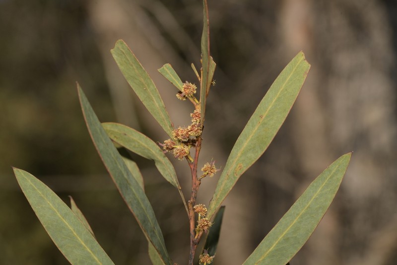 Red-Leaf Wattle photo 5