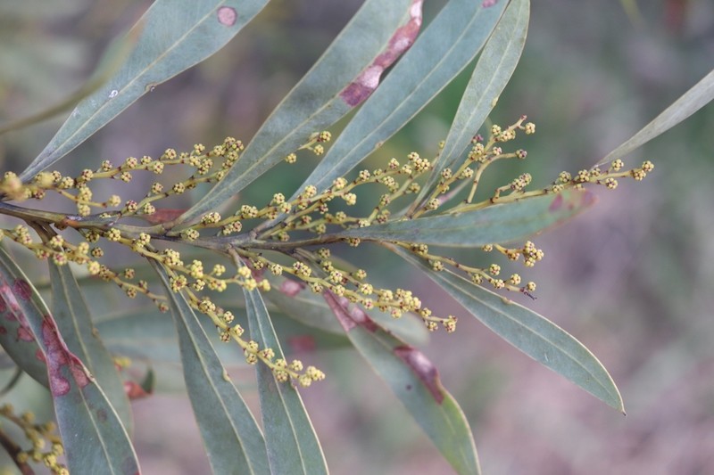 Red-Leaf Wattle photo 6