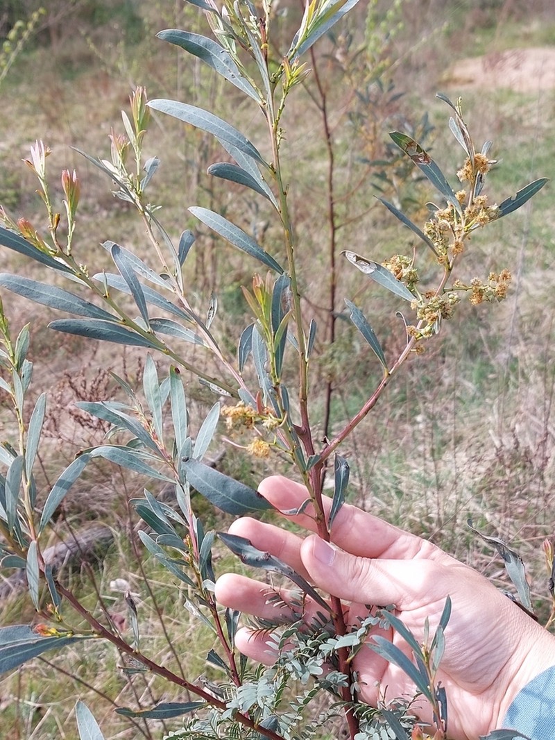 Red-Leaf Wattle photo 7