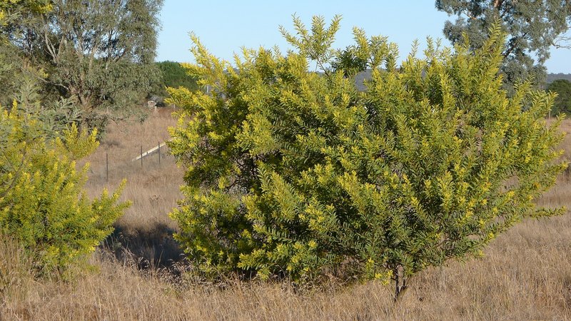 Red-Leaf Wattle photo 2