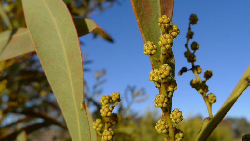 Red-Leaf Wattle