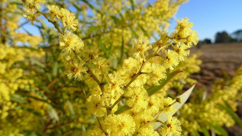 Red-Leaf Wattle photo 3