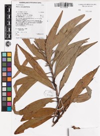 Acacia rubricaulis