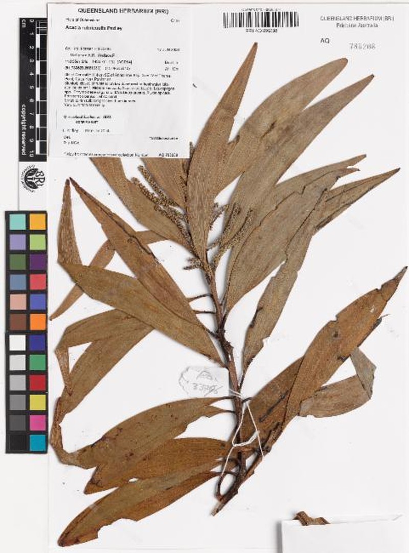 Acacia rubricaulis