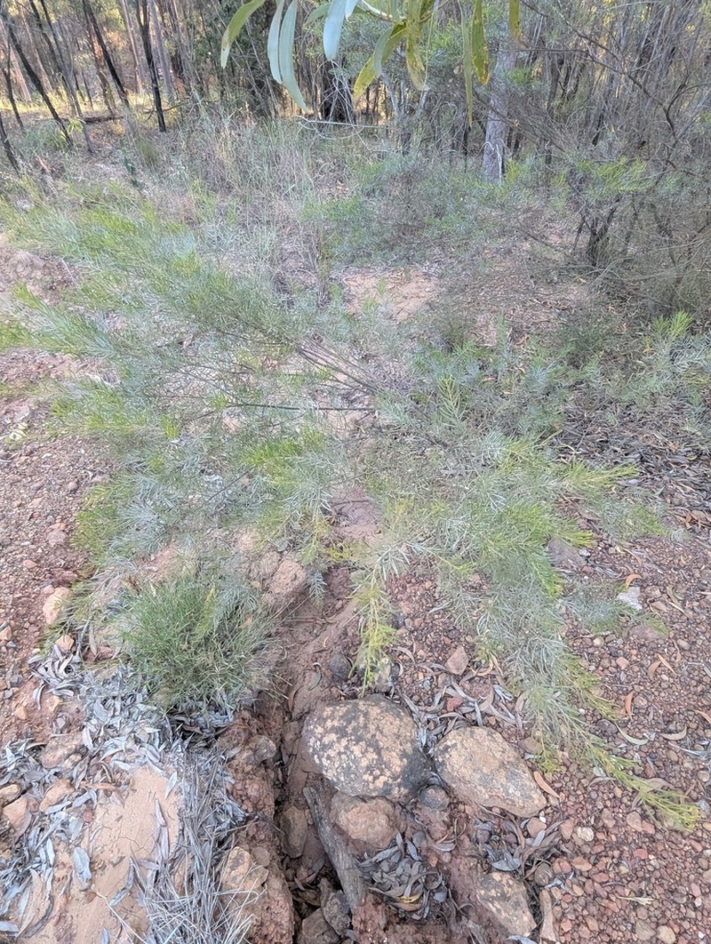 Acacia rubricola