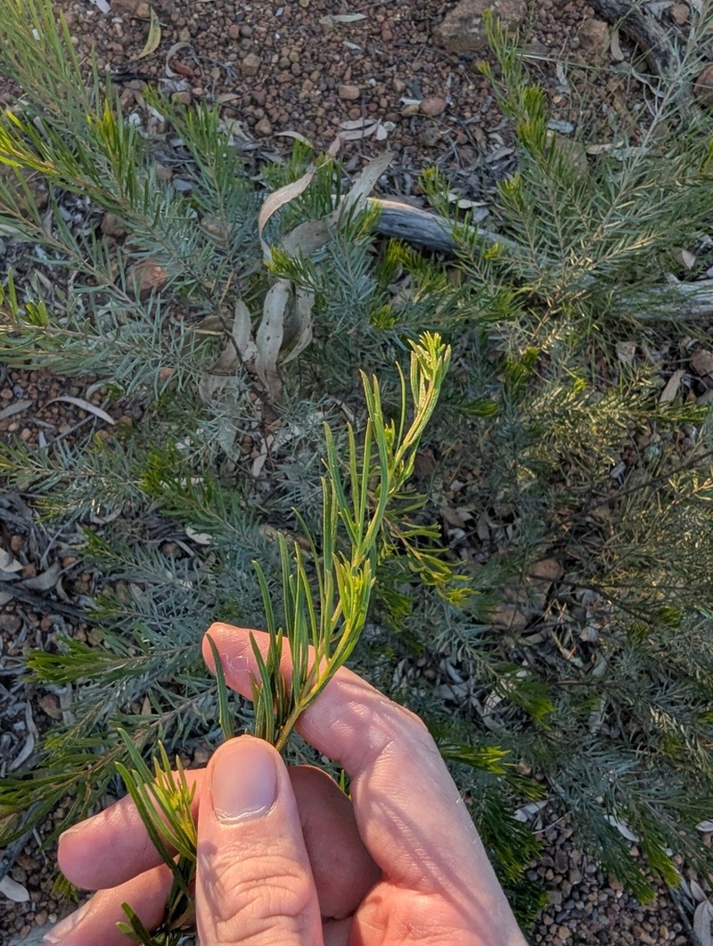 Acacia rubricola photo 3