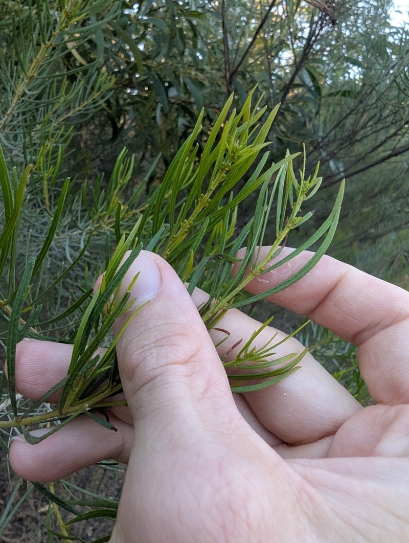 Acacia rubricola photo 4