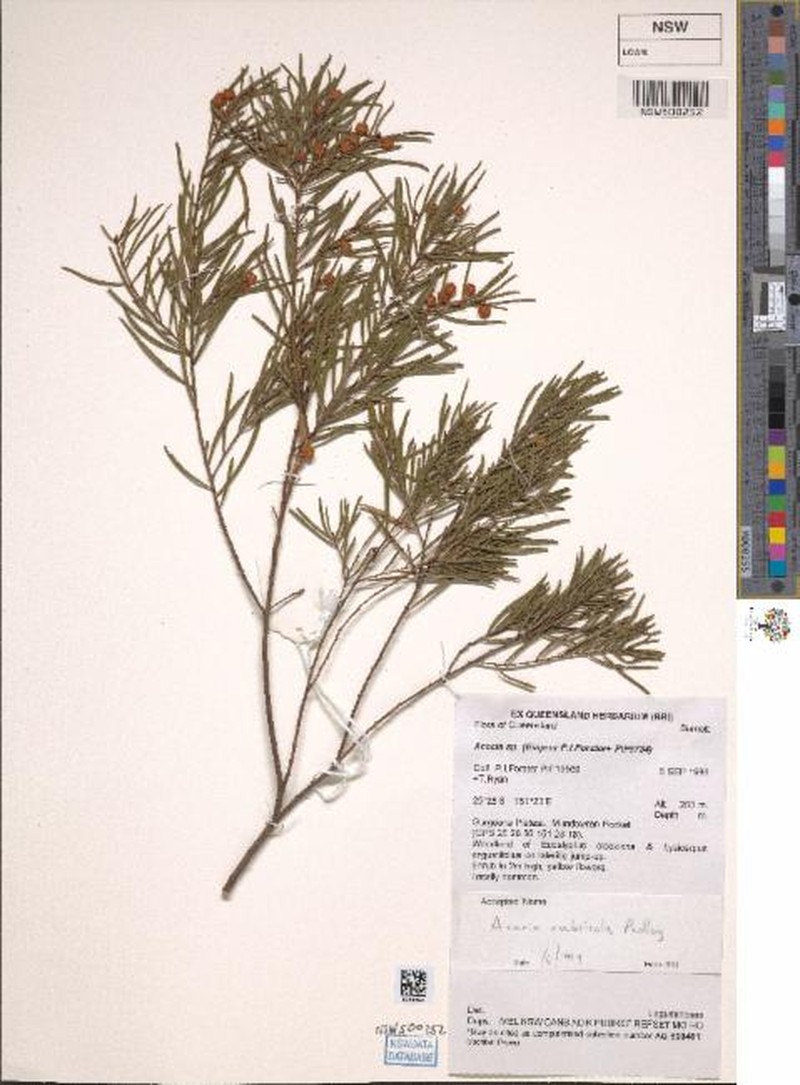 Acacia rubricola photo 5