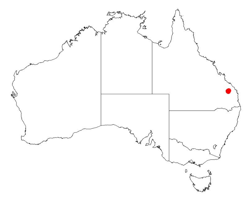 Acacia rubricola