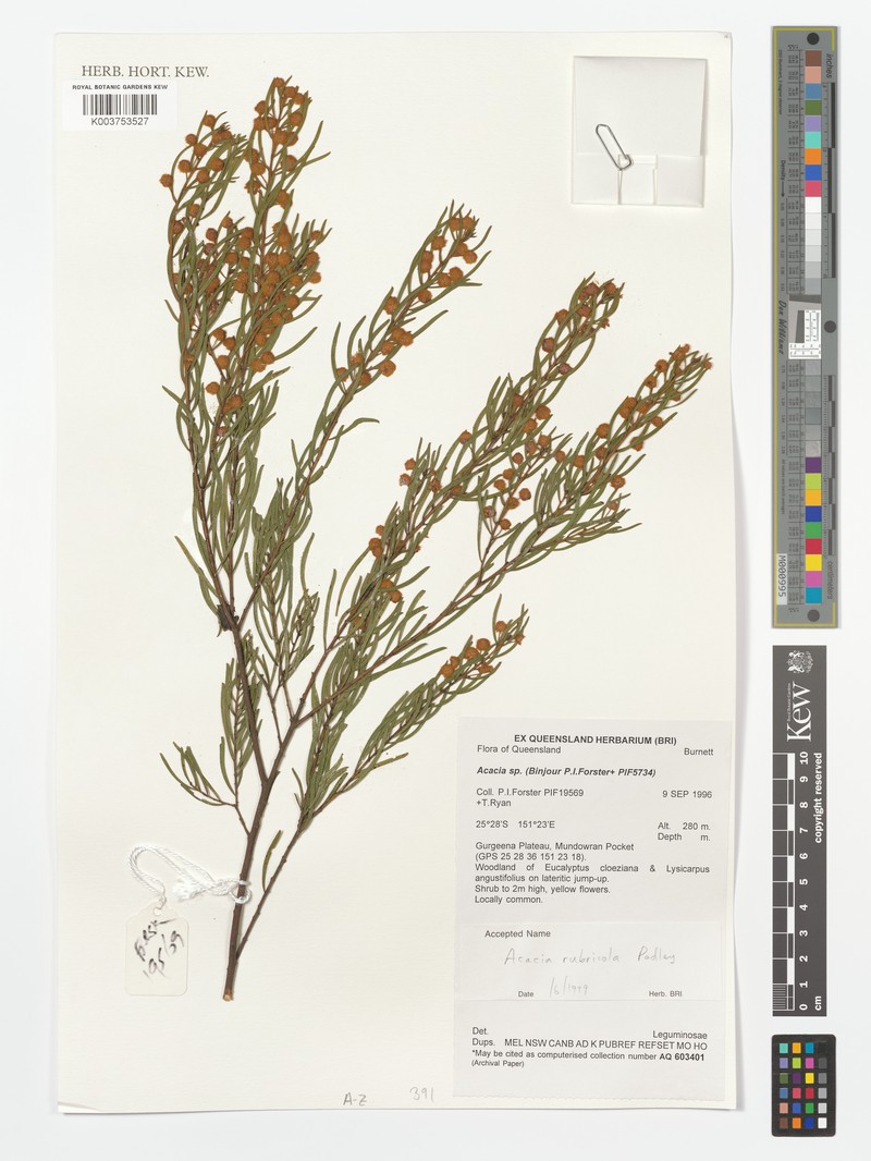 Acacia rubricola photo 2