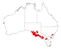 Acacia rupicola