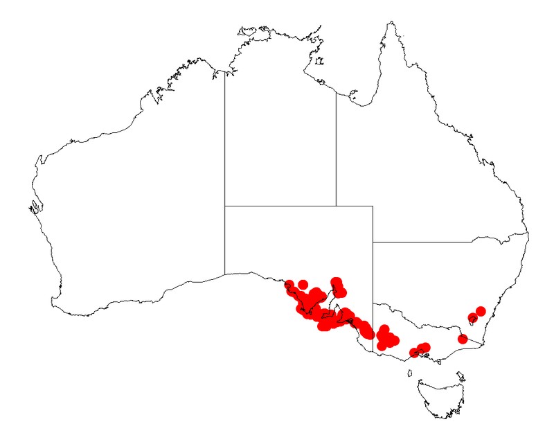 Acacia rupicola