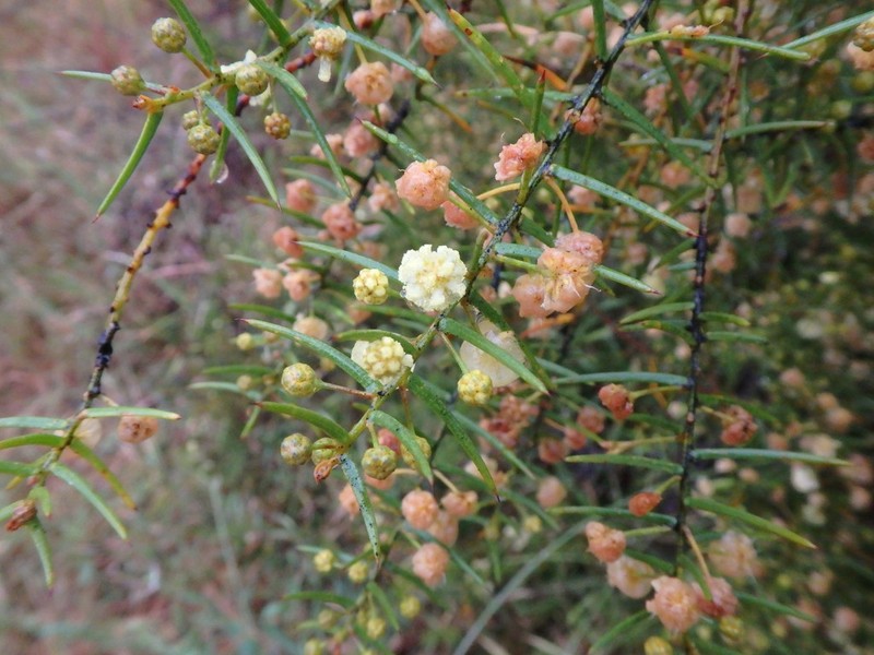 Acacia rupicola photo 2
