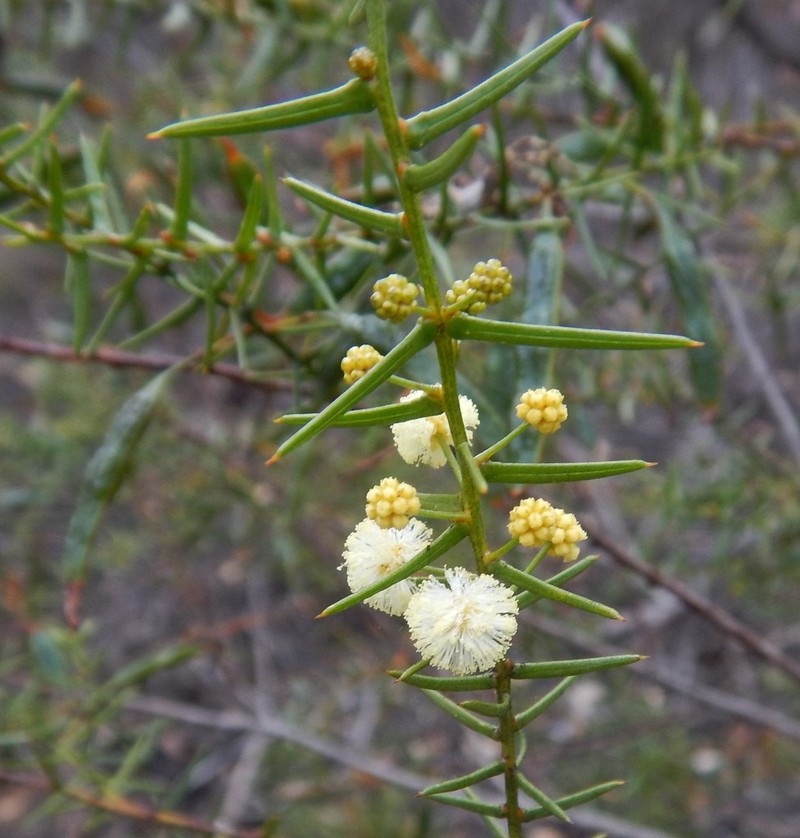 Acacia rupicola photo 3