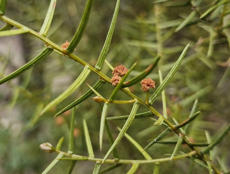 Acacia rupicola photo 4