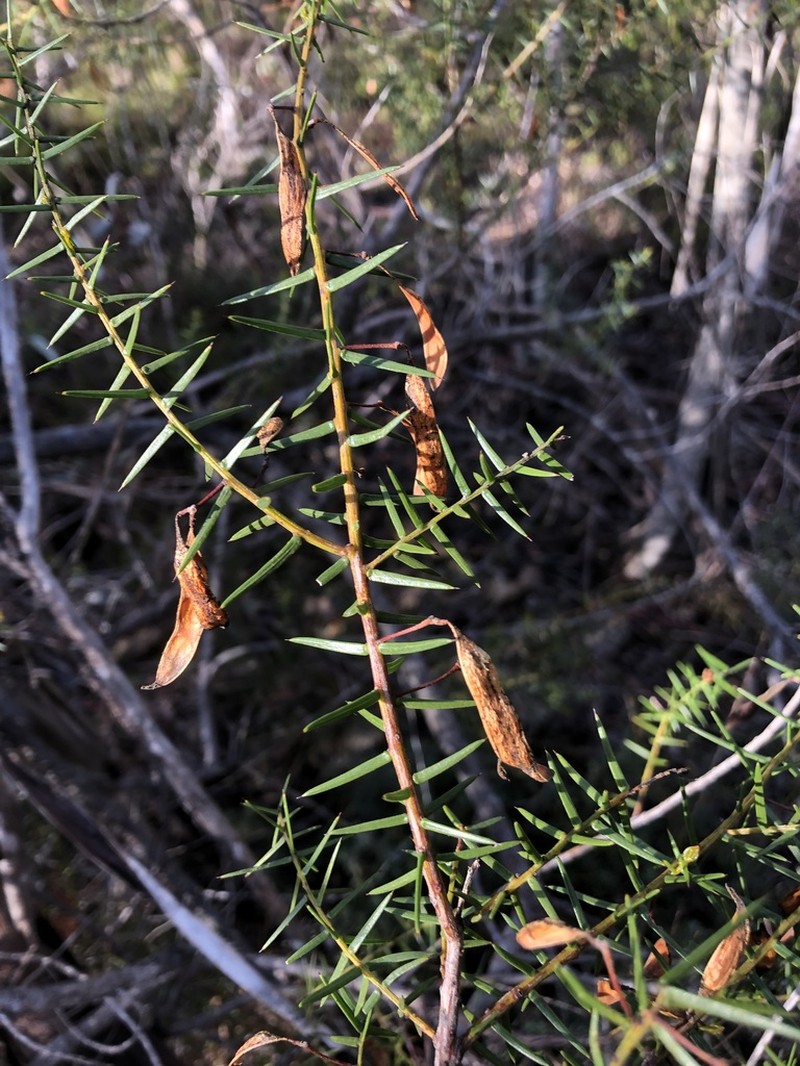 Acacia rupicola photo 5