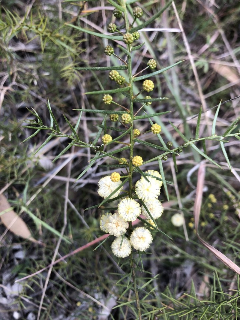 Acacia rupicola photo 6
